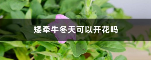 矮牵牛冬天可以开花吗