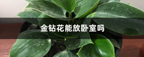 金钻花能放卧室吗