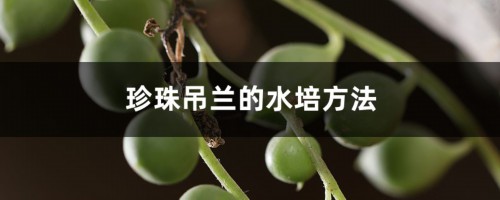 珍珠吊兰的水培方法