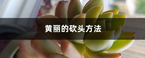 黄丽的砍头方法