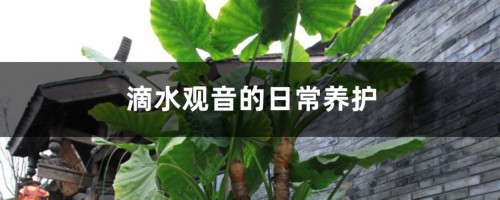 滴水观音的日常养护